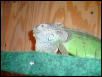 Goliath pic #3 8-26-02