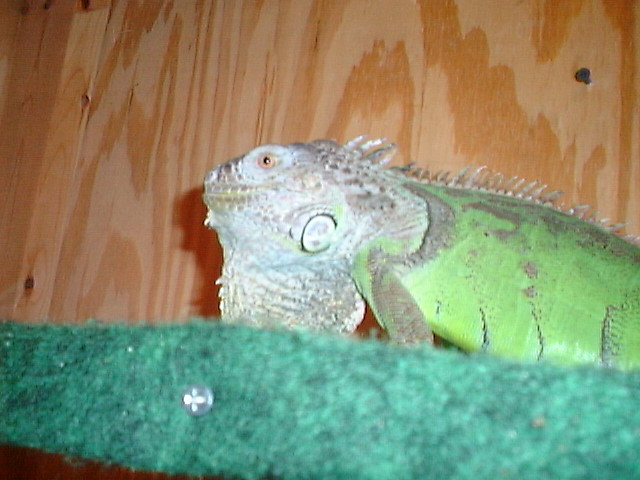 Goliath pic #3 8-26-02