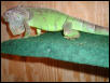 Goliath pic #2 8-26-02
