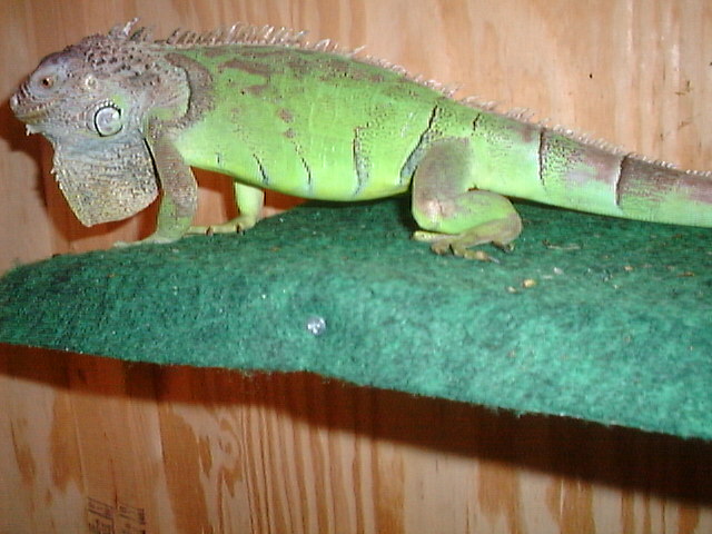 Goliath pic #2 8-26-02