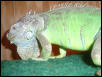 Goliath  8-26-02