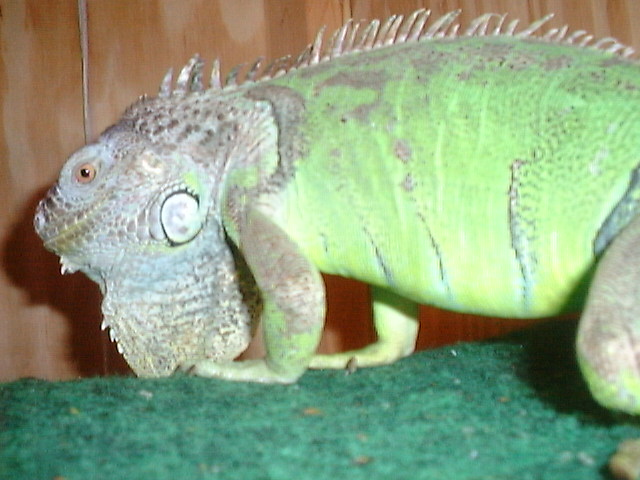 Goliath  8-26-02