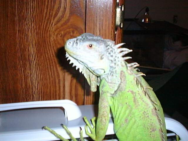 Goliath