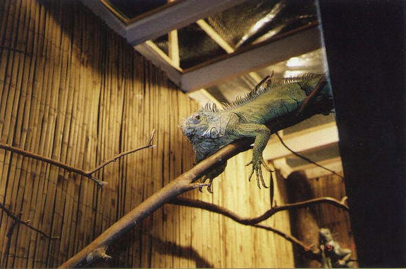 Iguana from zoo