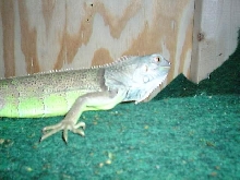 Rex again.