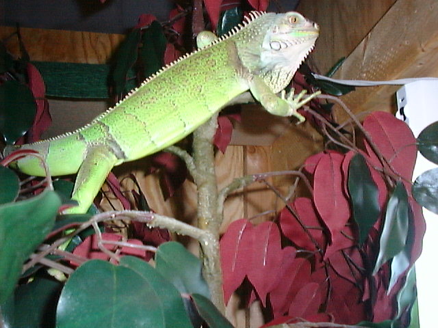 Rex  8-26-02