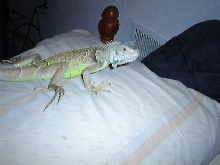 Heres Rex