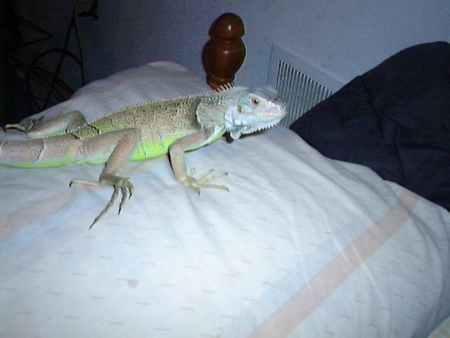 Heres Rex