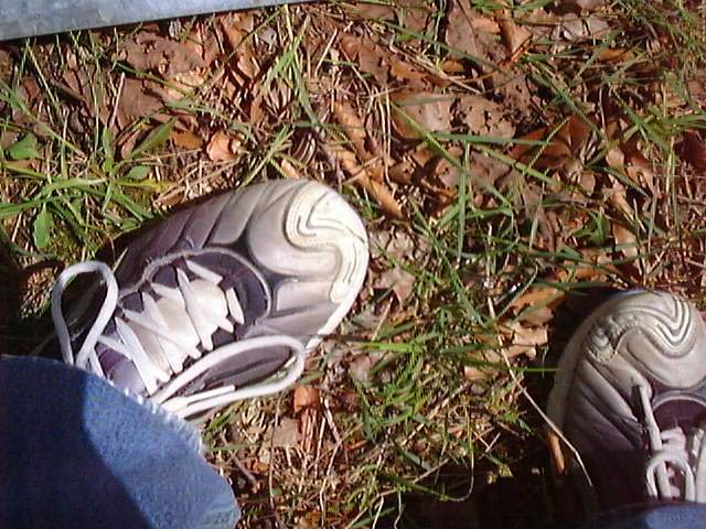 Skink
