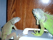 Rex and Goliath