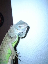 Rex