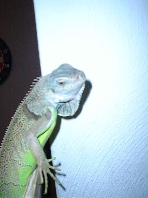 Rex