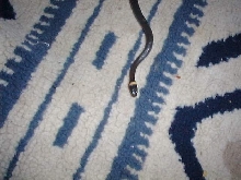 ringneck