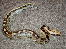 Borneo Blood Female