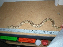 Macha,  western hognose female.