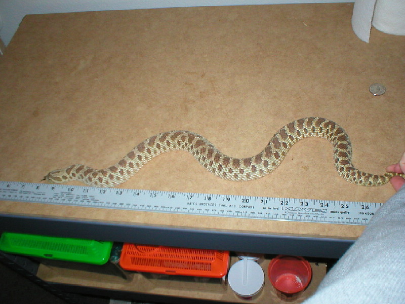 Macha,  western hognose female.