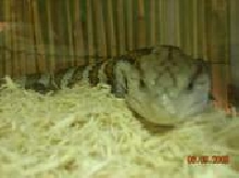 BLUE TONGUE SKINK