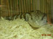 BLUE TONGUE SKINK