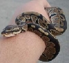 BABY BALL PYTHON