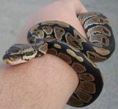 BABY BALL PYTHON