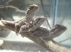 BABY BEARDED DRAGONS