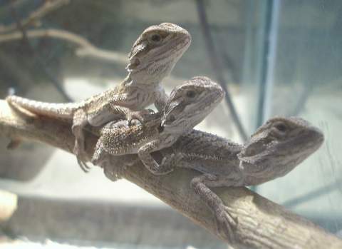 BABY BEARDED DRAGONS