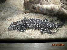 ARGEN. BLACK AND WHITE TEGU