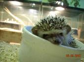 BABY HEDGE HOG