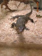 MANGROVE  MONITOR