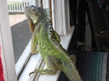Tootsie in the window