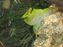 Giant Day Gecko