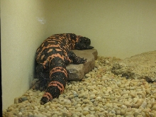 Gila at Cincinatti Zoo