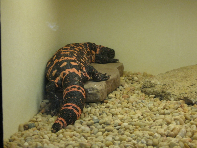 Gila at Cincinatti Zoo