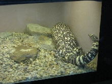 Beaded Lizard at Cincinatti Zoo