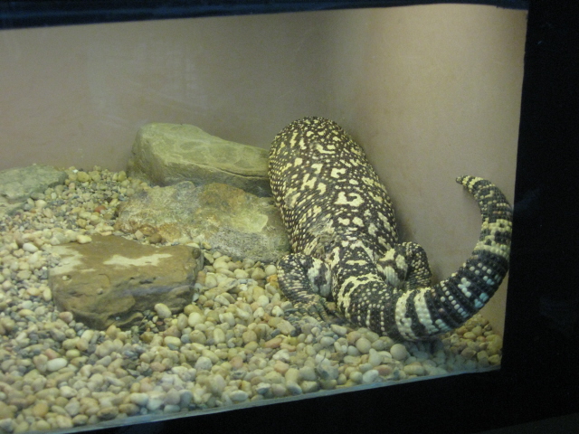 Beaded Lizard at Cincinatti Zoo