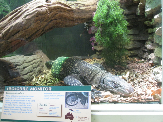 Crock Monitor at Cincinatti Zoo