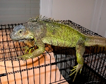 Tootsie on top of cage