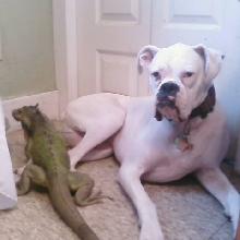 Tootsie and Echo