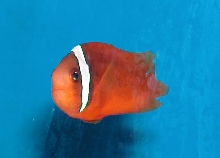 Saltwater - Austin Aquariums