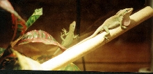 male green anole