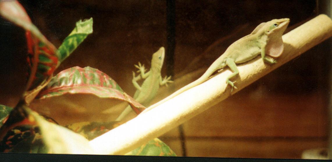 male green anole