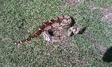 boa
