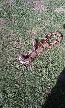 boa