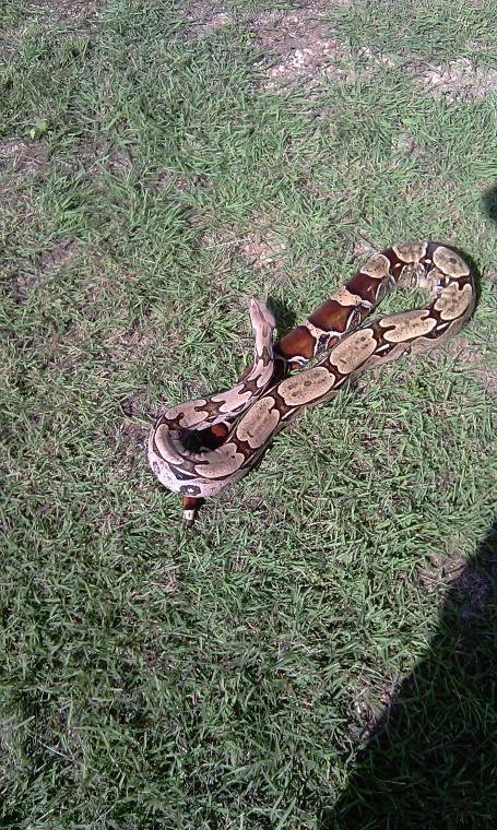 boa