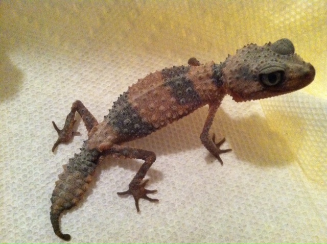 N. wheeleri #2