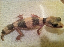 N. wheeleri #9