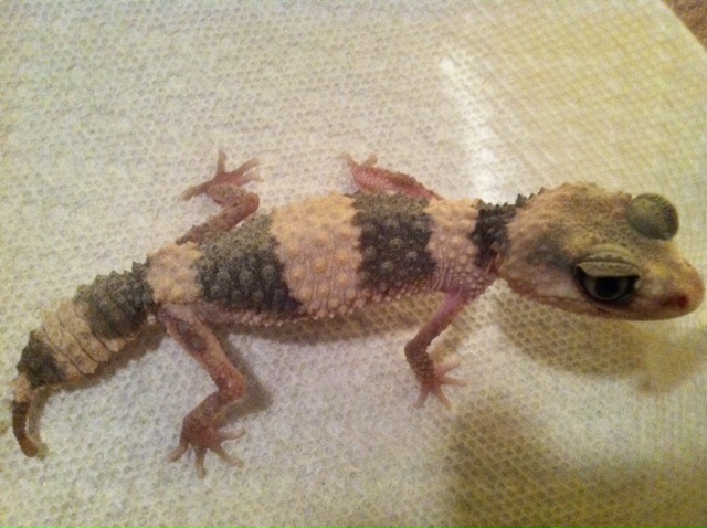 N. wheeleri #9