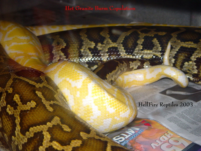 Het Granite Burm Copulation