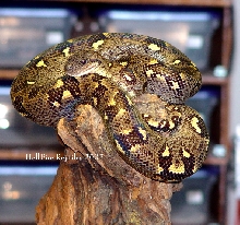 male MTB