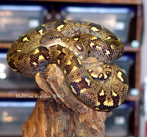 male MTB